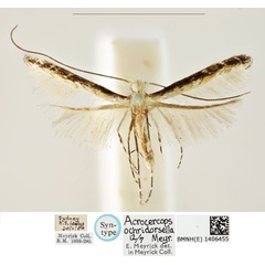 /filer/webapps/moths_gc/media/images/O/ochridorsellum_Diphtheroptila_PLT1_BMNH_1406455.jpg