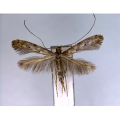 /filer/webapps/moths_gc/media/images/P/pulverea_Caloptilia_PT_EIHU.jpg