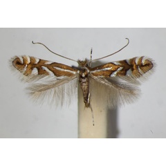 /filer/webapps/moths_gc/media/images/D/deschkai_Phyllonorycter_A_ZSM_2.jpg