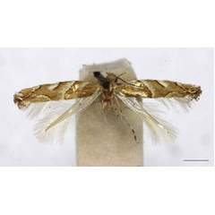 /filer/webapps/moths_gc/media/images/A/aurifascia_Phyllonorycter_HT_BMNH.jpg