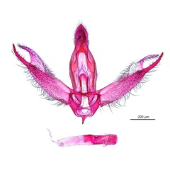 /filer/webapps/moths_gc/media/images/P/pyrochroma_Cuphodes_LT_GM_ANIC.jpg