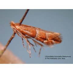 /filer/webapps/moths_gc/media/images/B/bicinctella_Phyllonorycter_HT_EIHU.jpg