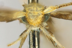 Diphtheroptila cornuta