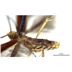 /filer/webapps/moths_gc/media/images/G/gunniella_Neurostrota_A02_abdomen_ANIC.jpg
