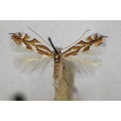 /filer/webapps/moths_gc/media/images/D/distentella_Phyllonorycter_A_ZSM_2.jpg