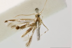 Acrocercops rhynchograpta