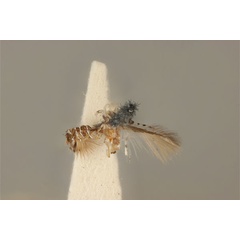 /filer/webapps/moths_gc/media/images/I/isotoma_Acrocercops_HT_ANIC31-036689_dorsal.jpg