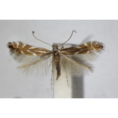 /filer/webapps/moths_gc/media/images/S/salictella_viminiella_Phyllonorycter_A_ZSM.jpg