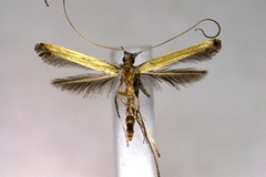 Caloptilia protiella