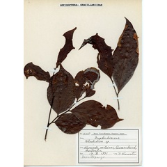 /filer/webapps/moths_gc/media/images/G/glochidia_Diphtheroptila_PT13_Hostplant4215_ANIC.jpg