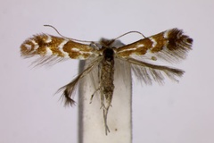 Phyllonorycter staintoniella