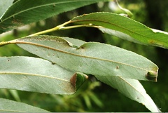 /filer/webapps/moths_gc/media/images/S/stigmatella_Caloptilia_Mine_Knyazev-et-al_2018_266_2.jpg
