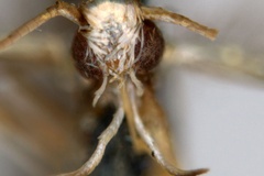 Acrocercops chalceopla