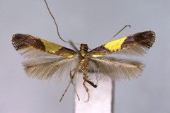Caloptilia aceris