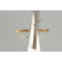 /filer/webapps/moths_gc/media/images/M/melanommata_Melanocercops_ST_ANIC31-036692_ventral.jpg