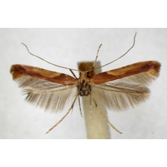 /filer/webapps/moths_gc/media/images/F/fribergensis_Caloptilia_A_ZSM.jpg