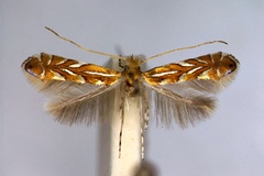 Phyllonorycter klimeschiella