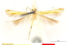 Cuphodes maculosa