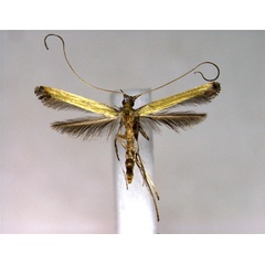 /filer/webapps/moths_gc/media/images/P/protiella_Caloptilia_A_EIHU.jpg