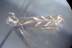 Aristaea onychota