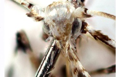 Spulerina multispina