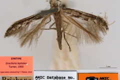 Acrocercops leptalea