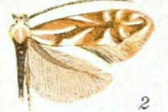 Phyllonorycter scudderella