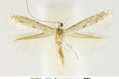 Conopomorpha habrodes