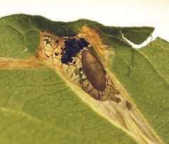 /filer/webapps/moths_gc/media/images/E/emberizaepennella_Phyllonorycter_cocoon_Craves_2017_3.jpg