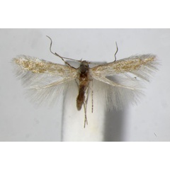 /filer/webapps/moths_gc/media/images/B/bartolomella_Phyllonorycter_PT_ZSM.jpg