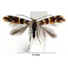 /filer/webapps/moths_gc/media/images/T/tristrigella_Phyllonorycter_male_WDP.jpg