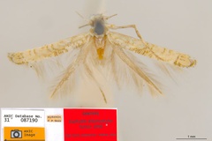 Cuphodes didymosticha