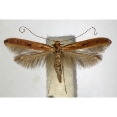 /filer/webapps/moths_gc/media/images/E/elongella_Caloptilia_A_ZSM_2.jpg