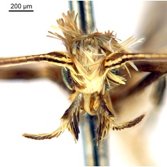 /filer/webapps/moths_gc/media/images/N/nix_Diphtheroptila_HT_head1_ANIC.jpg