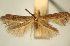 Apistoneura psarochroma