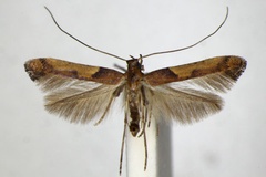 Caloptilia braccatella