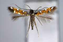 Porphyrosela alternata