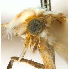/filer/webapps/moths_gc/media/images/P/philippa_Epicephala_HT_head2_ANIC_3RFZN5X.jpg
