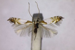 Phyllonorycter roboris