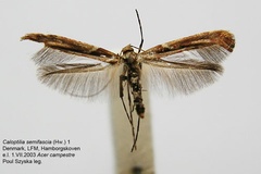 Caloptilia semifascia