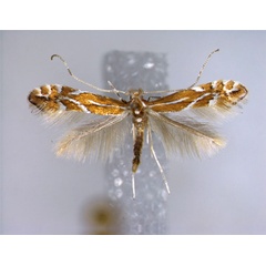 /filer/webapps/moths_gc/media/images/L/leucographella_Phyllonorycter_A_EIHU.jpg