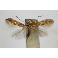 /filer/webapps/moths_gc/media/images/S/staintonella_Phyllonorycter_A_ZSM.jpg