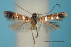 Cameraria fasciata