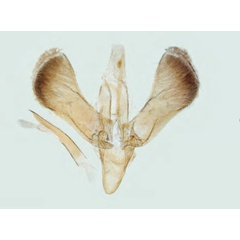 /filer/webapps/moths_gc/media/images/S/semifascia_Caloptilia_Plant_2022_34c.jpg