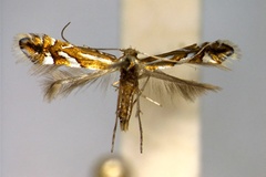 Phyllonorycter propinquinella