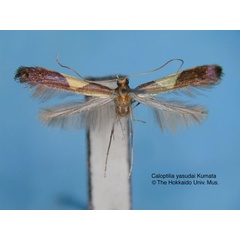 /filer/webapps/moths_gc/media/images/Y/yasudai_Caloptilia_HT_EIHU.jpg