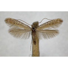 /filer/webapps/moths_gc/media/images/T/tringipennella_Aspilapteryx_A_ZSM.jpg