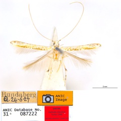 /filer/webapps/moths_gc/media/images/M/maculosa_Cuphodes_PL4__31-087222_ANIC.jpg