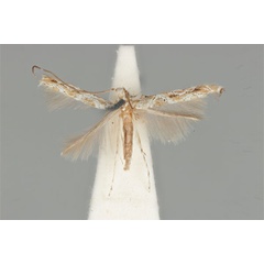 /filer/webapps/moths_gc/media/images/C/clisiophora_Acrocercops_ST_ANIC31-087234_dorsal.jpg