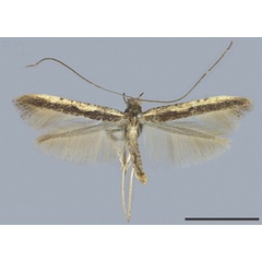 /filer/webapps/moths_gc/media/images/C/cruzorum_Caloptilia_HT_MNHG.jpg